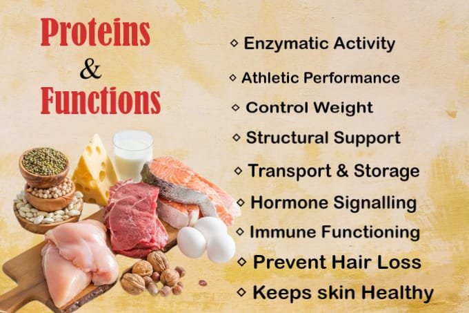 Proteins and their Functions